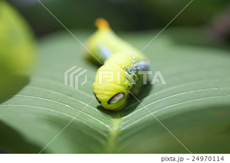 Green worm, Worm the caterpillars on green leaf. Green worm, Worm the caterpillars on green leaf. 24970114
