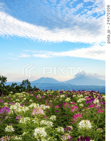 クレオメ クレオメ 24970306