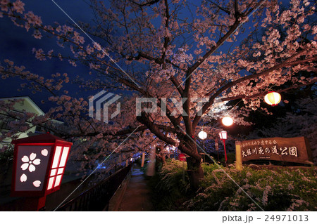 大堀川の夜桜 24971013