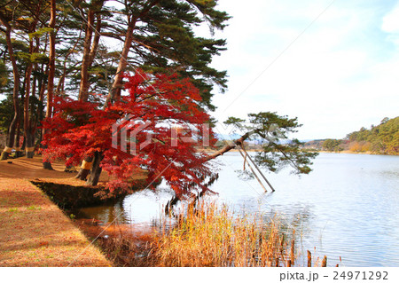 秋の南湖公園 24971292