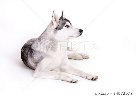 siberian husky dog 24972078