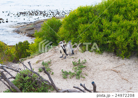 The African Penguin colony on Cape Peninsula 24972208