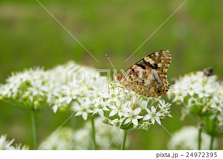 ヒメアカタテハとニラの花 24972395