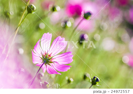 キラキラ光るコスモス畑 前ボケ左下 鮮やか絵風加工の写真素材
