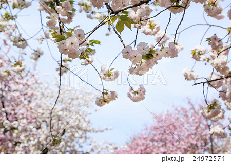 大阪造幣局の桜 品種 平野撫子 ヒラノナデシコの写真素材