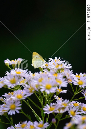 モンシロチョウと花 24972899