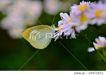 モンシロチョウと花 モンシロチョウと花 24972912