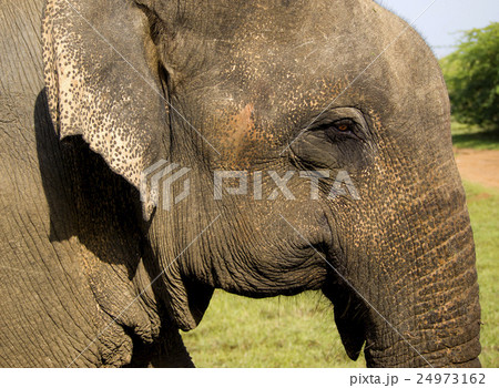 Closeup of an indian elephant 24973162