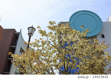 大阪造幣局・桜の通り抜け 大阪造幣局・桜の通り抜け 24973638