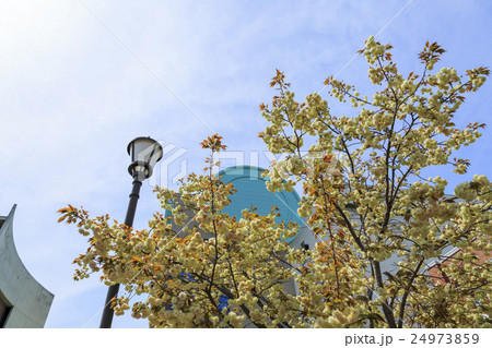 大阪造幣局の桜・品種「須磨浦普賢象」スマウラフゲンゾウ 24973859