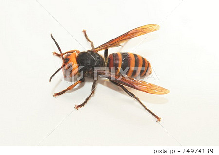 オオスズメバチ　白背景 24974139
