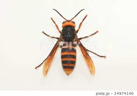 オオスズメバチ　白背景 24974140