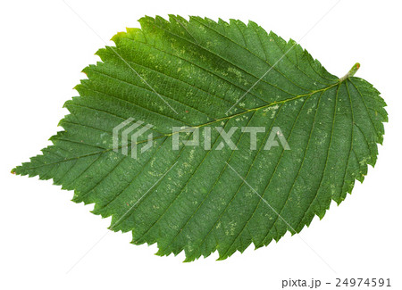 fresh leaf of Elm tree isolated fresh leaf of Elm tree isolated 24974591