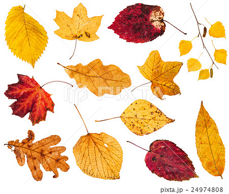 collage from various yellow and red leaves 24974808