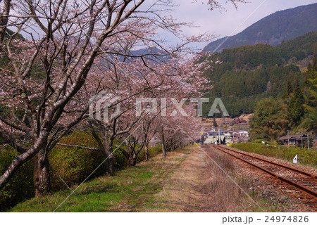東峰村の桜 東峰村の桜 24974826