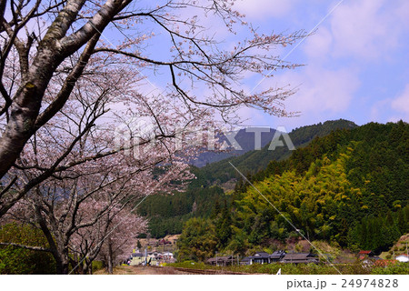 東峰村の桜 東峰村の桜 24974828