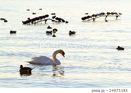 沼辺の朝 24975183