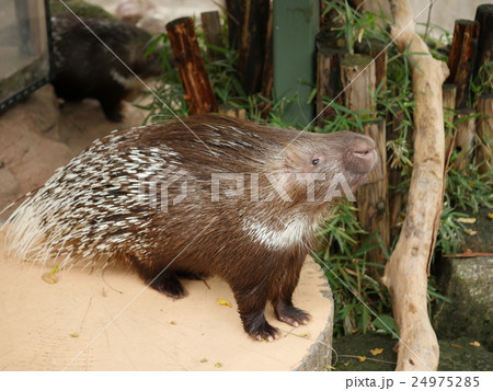 井の頭自然文化園のヤマアラシ 24975285