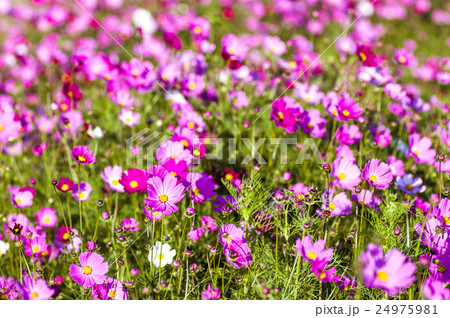 綺麗なコスモス畑 背景素材 ビビッドカラーの写真素材