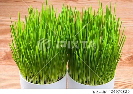 ペットグラス 24976329