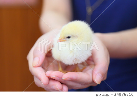 ひよこ 24976516