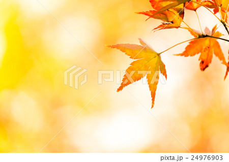 autumn background autumn background 24976903