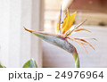 Flower with a bird head 24976964