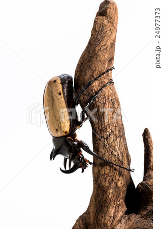 Five-horned Rhinoceros Beetle Five-horned Rhinoceros Beetle 24977373
