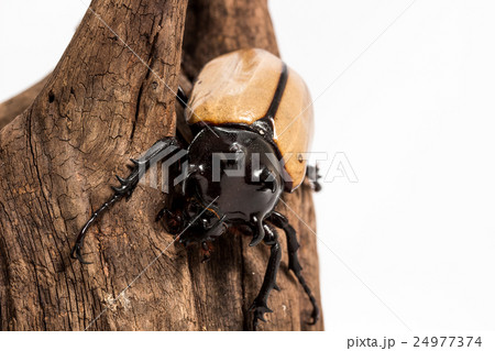 Five-horned Rhinoceros Beetle Five-horned Rhinoceros Beetle 24977374