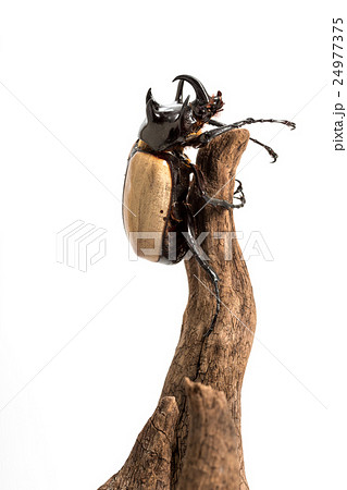 Five-horned Rhinoceros Beetle 24977375