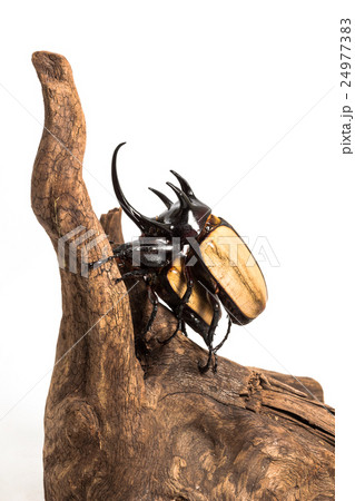 Five-horned Rhinoceros Beetle 24977383