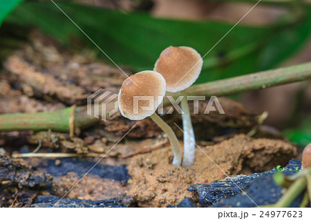 close up mushroom in deep forest close up mushroom in deep forest 24977623