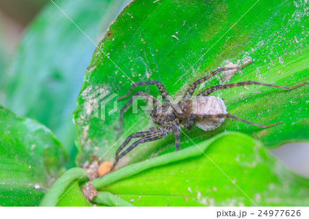 close up spider in forest 24977626