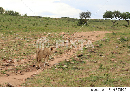 若いメスライオンの後ろ（ケニア） 24977692