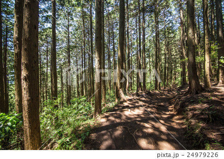 高尾山から景信山へ・登山コース 高尾山から景信山へ・登山コース 24979226