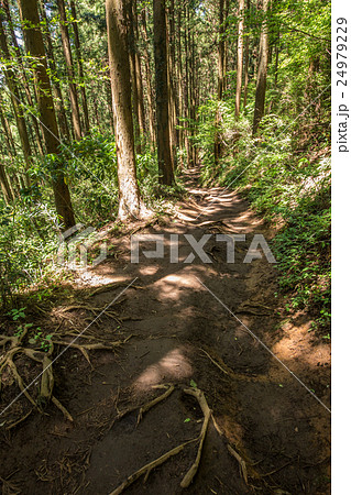 高尾山から景信山へ・登山コース 高尾山から景信山へ・登山コース 24979229