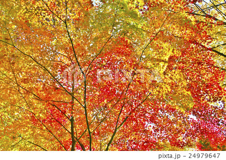 紅葉 24979647