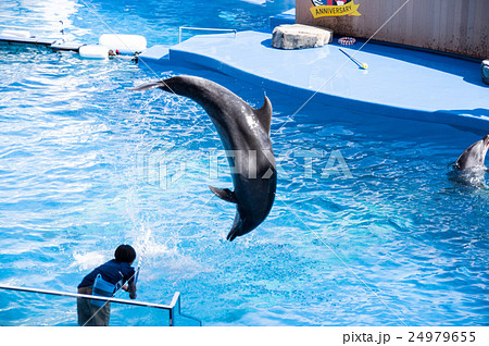仙台うみの杜水族館｜イルカのショー 24979655