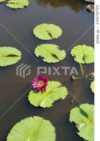 スイレンの花 スイレンの花 24979705