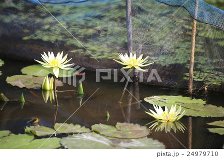 スイレンの花 スイレンの花 24979710