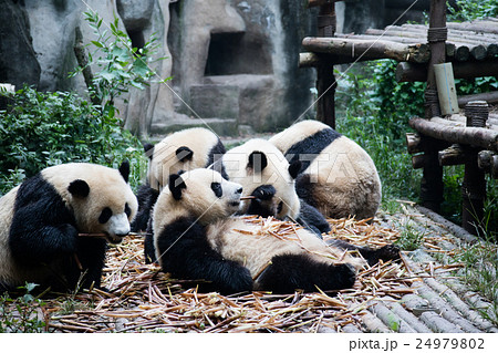 ジャイアントパンダ 中国 成都大熊猫繁育研究基地 の写真素材