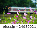 コスモス電車 24980021