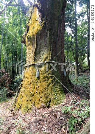 四国別格霊場第一番札所「大山寺」の大杉 24980173