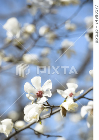 コブシの花 24980177