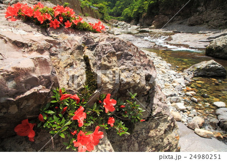 初夏の天川イワツツジ 初夏の天川イワツツジ 24980251