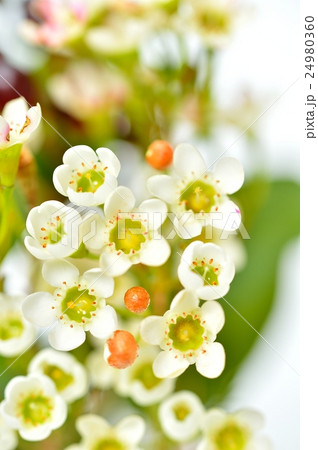 ご注意 花の名称は未確証です フラワーアレンジメント ワックスフラワー 白花 ヒペリカム 赤実 の写真素材