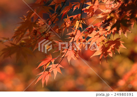 Autumn Leaves Of Eikan-do Zenrin-ji 24980391
