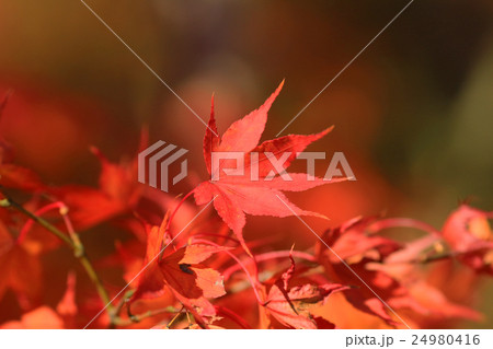 Autumn Leaves Of Eikan-do Zenrin-ji Autumn Leaves Of Eikan-do Zenrin-ji 24980416