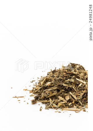 フィーバーフュー: Feverfew 24981248