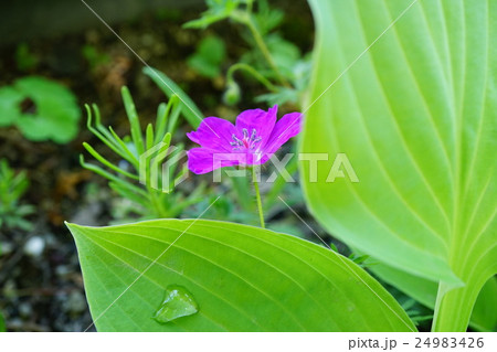 美しいアケボノフウロ 24983426